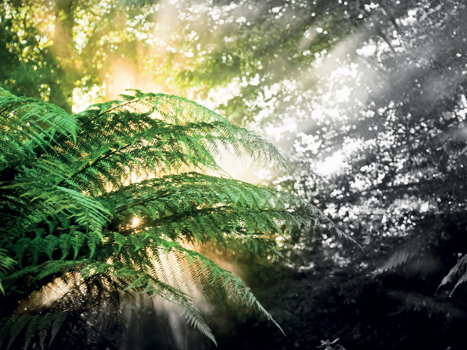 Sunlight In The Jungle