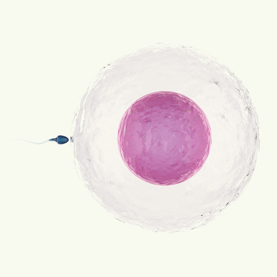 Fertility Process
